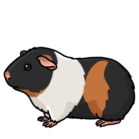 Black tricolor guinea pig