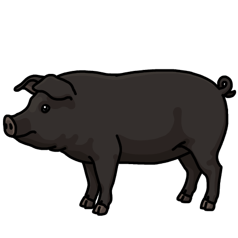 Black pig