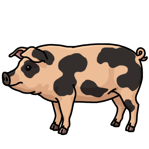 Black and cream pig